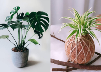 滿七毛孩照顧指南:五個日常準備事項一次搞懂