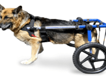 老狗頻尿次數變多?了解老年狗膀胱老化飲食調整關鍵