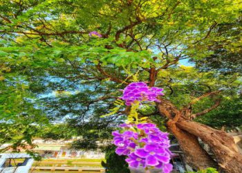 新竹寵物火葬場怎麼選?5個關鍵重點一次告訴你!