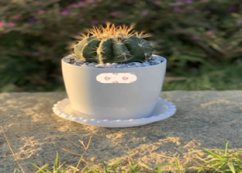 如何DIY寵物骨灰盆栽?三步驟輕鬆完成完整教學!