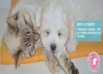 高雄寵物火化注意事項有什麼?飼主必看經驗分享!