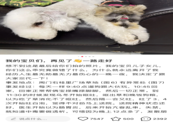 狗狗過世多久可以投胎?(這些徵兆幫助你了解答案)