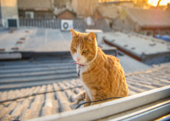 寵物告別式費用貴嗎?(省錢技巧大公開不花冤枉錢)