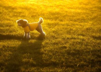 寵物個別火化要準備什麼?(主人必知關鍵5步驟)