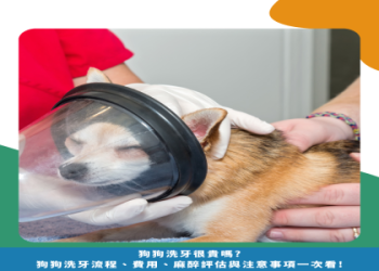 狗 狗 腎 衰竭 可以 活 多久