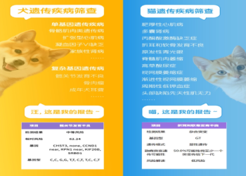 寵物鑽石是什麼?這5大好處讓您心動不已!