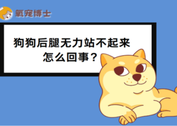 造成貓咪血糖高上升原因—常見風險詳細解析