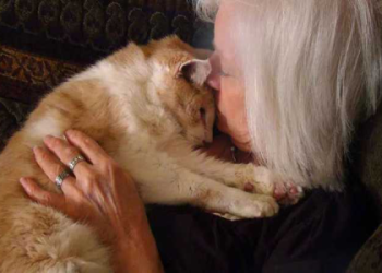 貓彌留狀態期間:專業獸醫建議與護理貼士