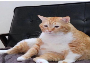 如何發現貓咪糖尿病症狀 | 家長必看早期警訊指南