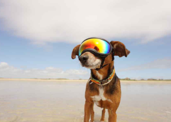 狗眼睛睜不開怎麼回事?常見原因與解決方法一次看懂