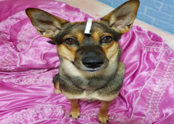 當狗狗往生眼睛出現異常時該如何應對