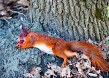 寵物盆葬在家可行嗎?(DIY流程與專業服務比較分析)