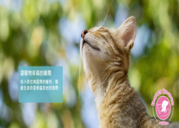 寵物火化費用與時間有關嗎?緊急服務時長大分析