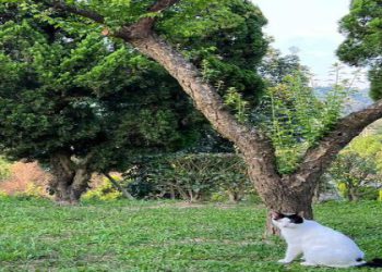 寵物後事台中哪家好?5家優質寵物殯葬推薦比較