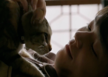 寵物火化過程中靈魂跑走了嗎?獸醫教你如何確認