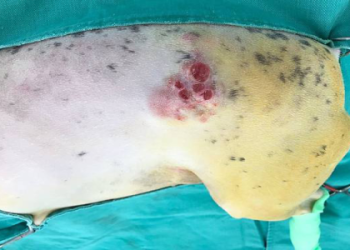 老犬尿血帶血塊注意:可能是惡性腫瘤先兆