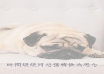 宜蘭寵物火化服務要注意啥?飼主避坑必看指南!