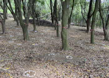 三重寵物火化後骨灰處理?環保方式推薦與實際分享!