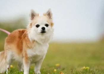 狗狗中風症狀有多危險 主人必知五個救命警號