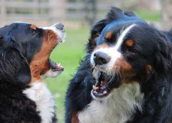 當老狗站不起來時該做什麼:寵物醫生實用指南