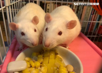 新北市寵物火化流程如何?一次看懂完整步驟說明!