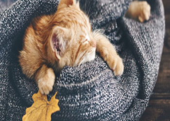 淡水寵物火化流程如何申請?圖解說明新手輕鬆上手!