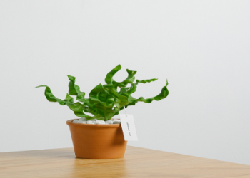 寵物盆栽葬哪裡買?(行家推薦這幾家服務商)