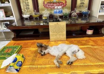 桃園寵物火化點樣選?推薦5家評價好的寵物火化