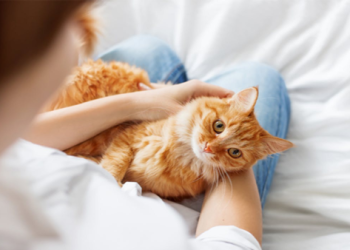 貓晶片費用怎麼計算?達人教你三步驟搞定花費!