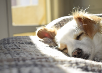 毛孩火化費用怎麼準備?完整流程與預算規劃