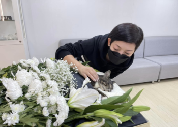 如何走出寵物過世自責情緒?4個步驟療癒你的內心!