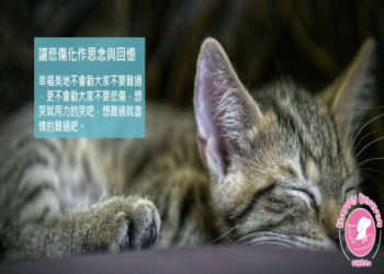 寵物頭七回來時間會發生什麼?(真實案例解說常見現象)