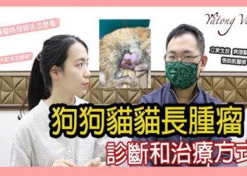 點搵專業寵物訓練師?推薦五大挑選指南俾你睇!