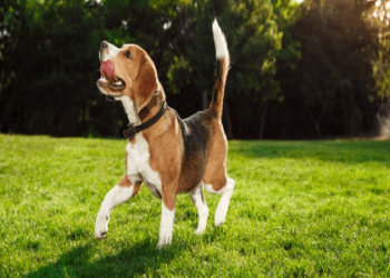 狗全身無力是為什麼?快看原因及解決方法