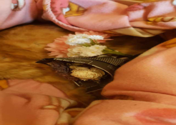 寵物舍利花怎麼做?5步驟教你自己動手超簡單