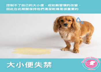 狗火化優點有哪些?了解對愛寵的最終貼心照顧!