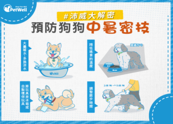 預防狗狗活動力下降的日常秘訣,一學就會!