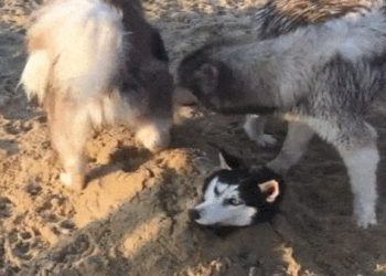 狗狗火化值得做嗎?(從情感和實際角度分析價值)