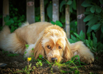 如何安全放置寵物骨灰罈在家?資深飼主經驗談!