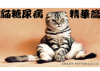 貓咪糖尿病症狀自救指南:認清三多一少救命訊號