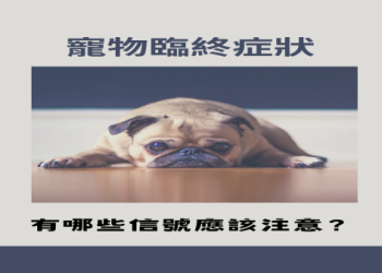 寵物過世念咒有用嗎?往生咒助牠安詳離苦!