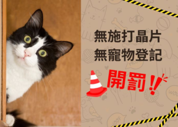 貓咪打晶片有補助嗎?各縣市申請懶人包攻略!