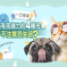 寵物點燈禁忌有哪些?搞錯這點恐反效果