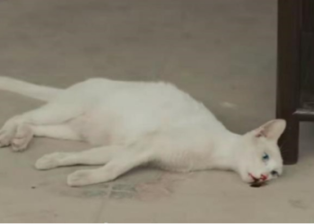 寵物骨灰壇價格要注意什麼?避免多花冤枉錢的選購指南!