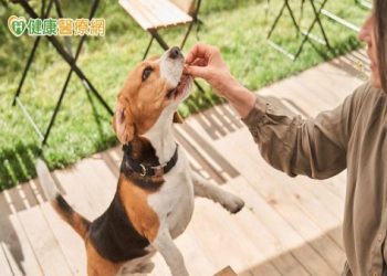 舍利花照護要注意什麼?狗狗專用照料方法