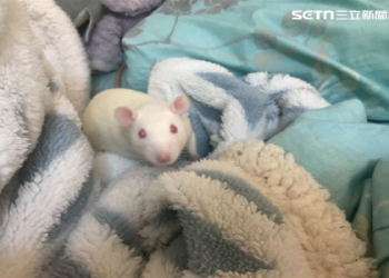 台中寵物火化費用多少錢?完整價格表一次公開!