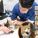 提升貓糖尿病痊癒率方法｜飼主必學護理技巧全攻略