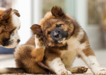 狗狗頭七要準備什麼?必備物品清單在這裡