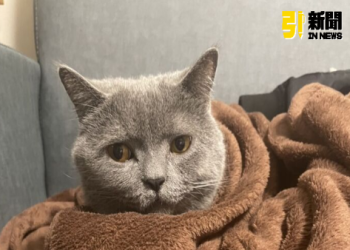 寵物植晶片費用貴不貴?(專家推薦平價方案解說)