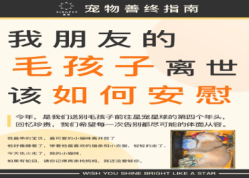 寵物禮儀師主要做什麼?一次看懂毛寶貝的暖心陪伴流程!